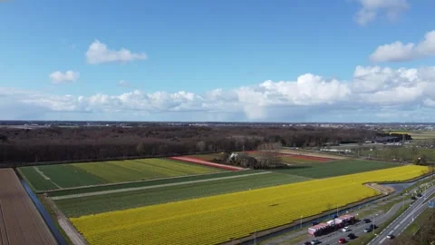 Tulip Fields Stock Footage 302087270