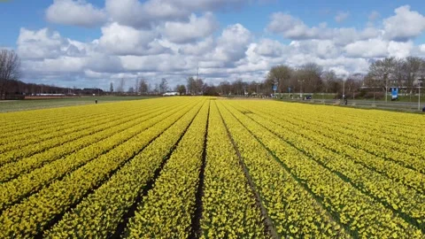 Tulip Fields Stock Footage 302087272