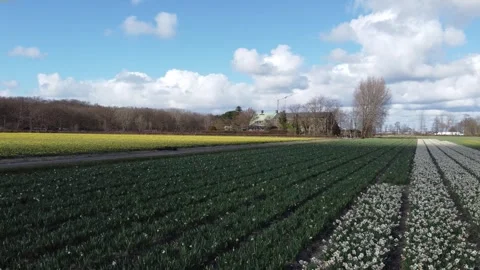 Tulip Fields Stock Footage 302087273