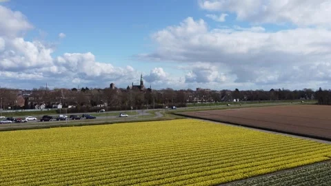 Tulip Fields Stock Footage 302087342