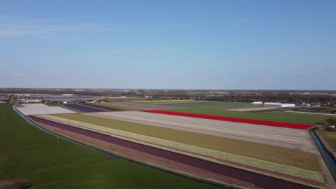 Tulip Fields Stock Footage 302087343