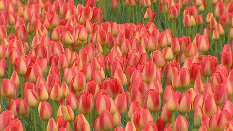 Tulip fields in Holland Видео 116557583