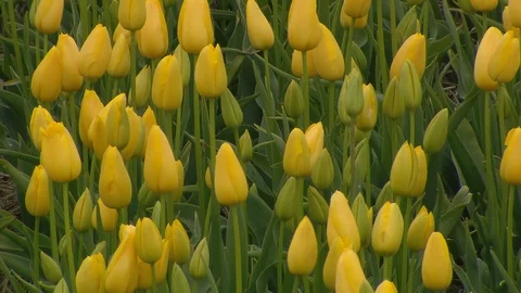Tulip fields in Holland Видео 116557592