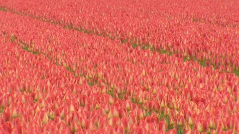 Tulip fields in Holland Stock Footage 116557657