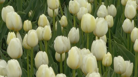 Tulip fields in Holland Видео 116557686