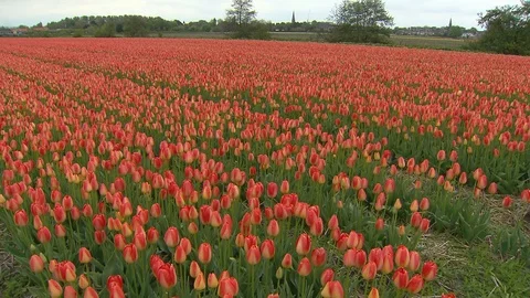 Tulip fields in Holland Видео 116557706