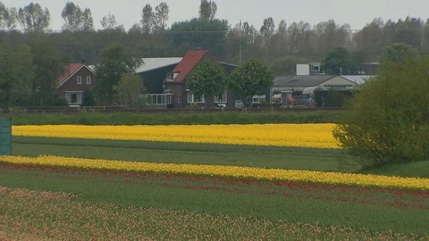 Tulip fields in Holland Stock Footage 116557764