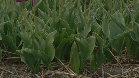 Tulip fields in Holland Видео 116557858