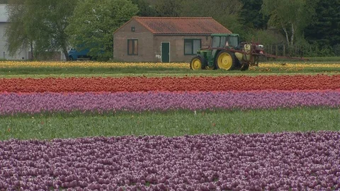 Tulip fields in Holland Видео 116557864