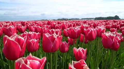 Tulip fields in Holland Stock Footage 126093404