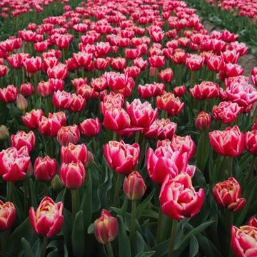 Tulip fields in holland Stock Photos