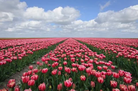 Tulip fields in holland Stock Photos