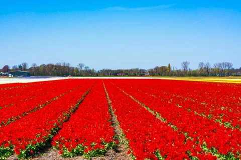 Tulip fields in Holland Stock Photos