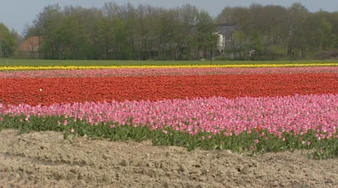 Tulip fields in Holland under a protective layer of straw + pan landscape Stock Footage 35367929