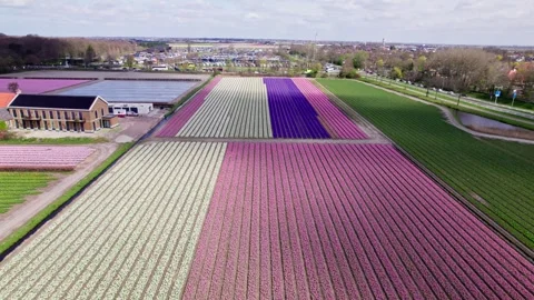 Tulip fields - Lisse - High angle Stock Footage 245090776