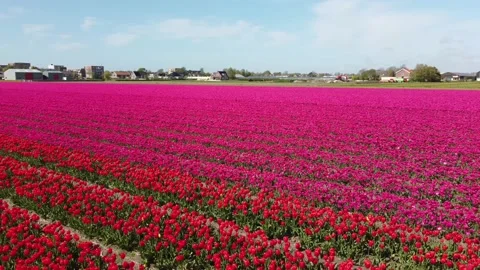 Tulip fields, millions of red and pink Tulips in The Netherlands filmed by drone Stock Footage 154315027