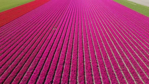 Tulip fields, millions of red and pink Tulips in The Netherlands filmed by drone Stock Footage 154315028