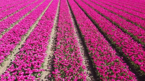 Tulip fields, millions of red and pink Tulips in The Netherlands filmed by drone Stock Footage 154315034