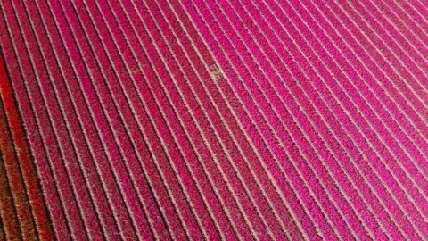 Tulip fields, millions of red and pink Tulips in The Netherlands filmed by drone Stock Footage 154315045