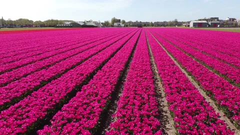 Tulip fields, millions of red and pink Tulips in The Netherlands filmed by drone Stock Footage 154315054