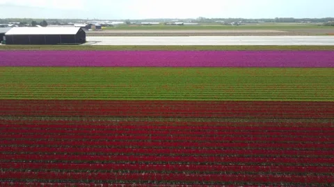 Tulip fields, millions of red and pink Tulips in The Netherlands filmed by drone Stock Footage 154315069