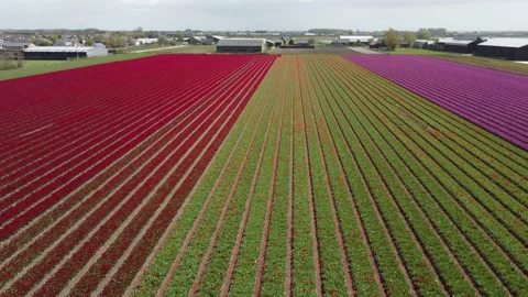 Tulip fields, millions of red and pink Tulips in The Netherlands filmed by drone Vídeos de archivo 154315078