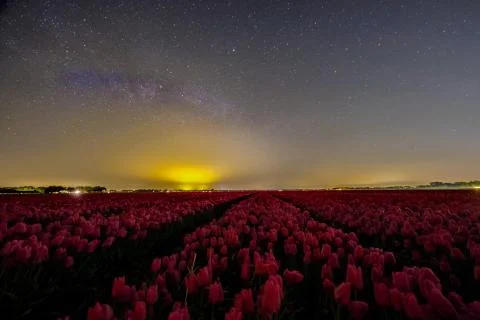 Tulip fields in the Netherlands with on the background windmill park in ocean Stock Photos