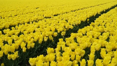 Tulip fields in Netherlands Stock Footage 126091800