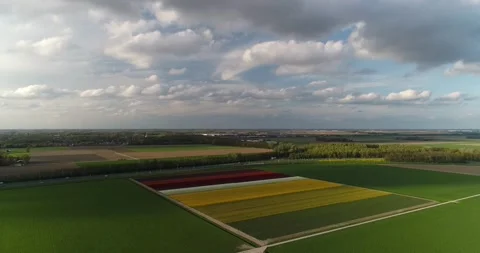Tulip fields Netherlands 库存影片 149266861