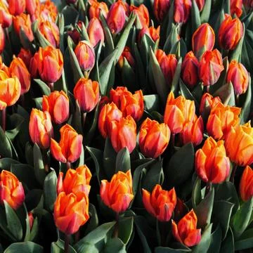 Tulip fields of the Netherlands Stock Photos