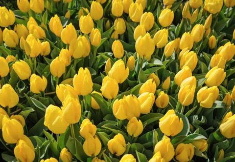 Tulip fields of the Netherlands Stock Photos