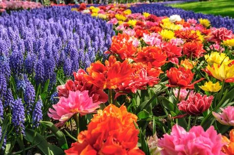 Tulip fields in Netherlands Stock Photos