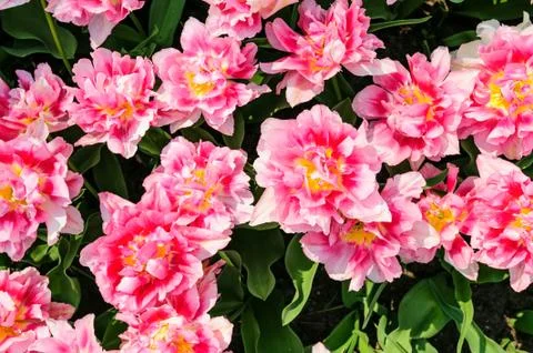 Tulip fields in Netherlands Stock Photos