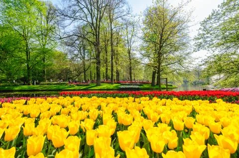 Tulip fields in Netherlands Foto stock