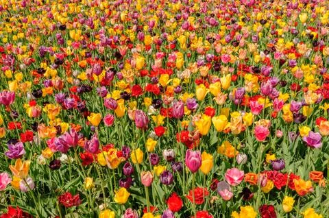Tulip fields in Netherlands Stock-Fotos