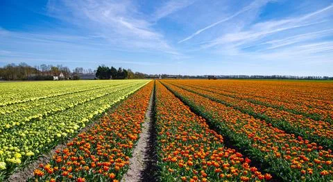 Tulip fields in the netherlands Stock Photos