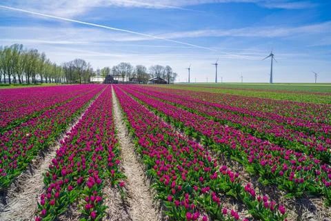 Tulip fields in the netherlands Stock Photos