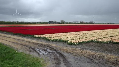 Tulip fields in the Netherlands Stock Photos