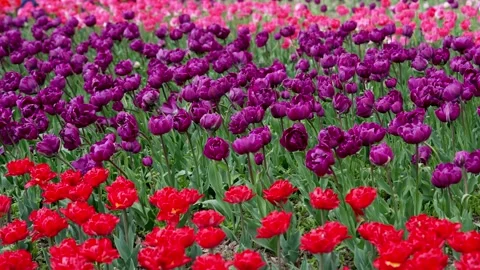 Tulip fields in the Netherlands. Spring flowers. Tulip garden Stock Footage 315219911