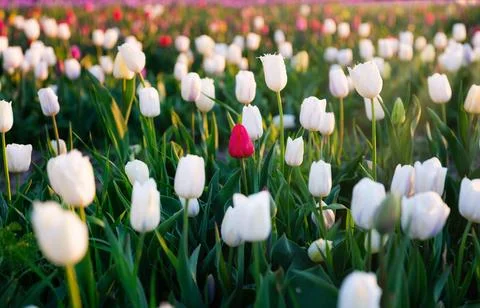 Tulip fields in the Netherlands. Tulips in bloom in springtime. Flowers as a  Stock Photos