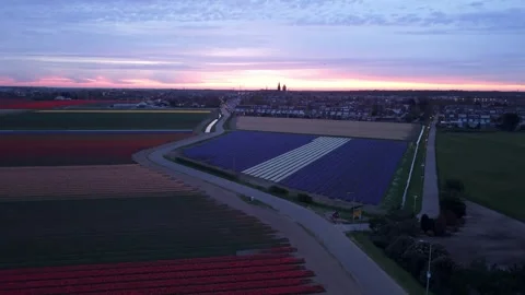 Tulip Fields at Sunset with Small Town - Aerial Drone Netherland Stock Footage 332728526