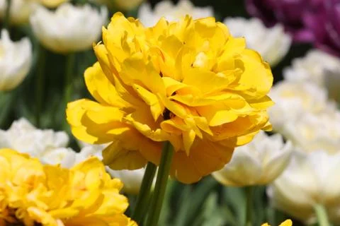 Tulip flower 06 Stock Photos