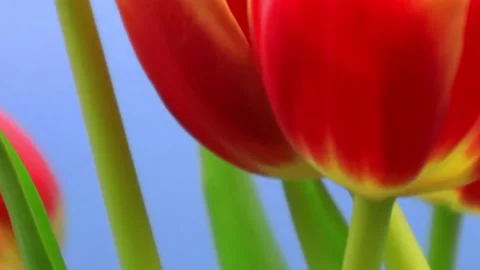 Tulip Flower - B-Roll - 4K Copyright Free Stock Stock Footage 186936919