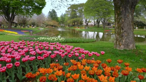Tulip flower bed in a park, multi coloured tulips in full bloom, spring flower Stock Footage 238453919