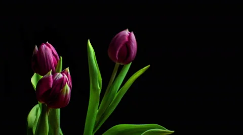 Tulip flower bloom time lapse Stock Footage