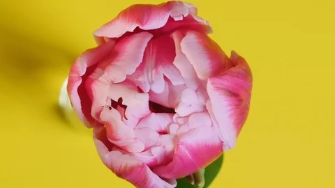 Tulip flower blooming, close-up Stock Footage 124590072