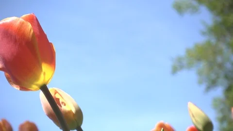 Tulip Flower with Blue Sky  Background / Spring  Stock Footage 104888535