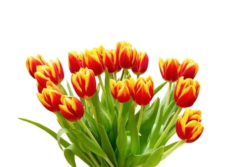 Tulip flower bunch. Spring easter tulips  on white background. Stock Photos