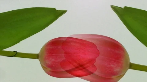 Tulip flower close up with slow sliding motion Stock Footage 87908232