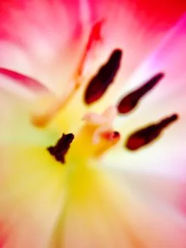 Tulip flower closeup Stock Photos
